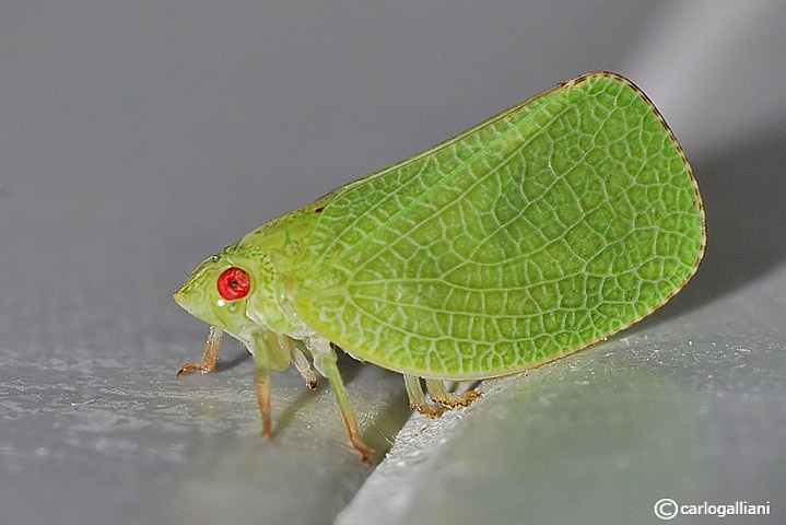 Microcosmo (visti da molto vicino)